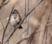 American Tree Sparrow 1321